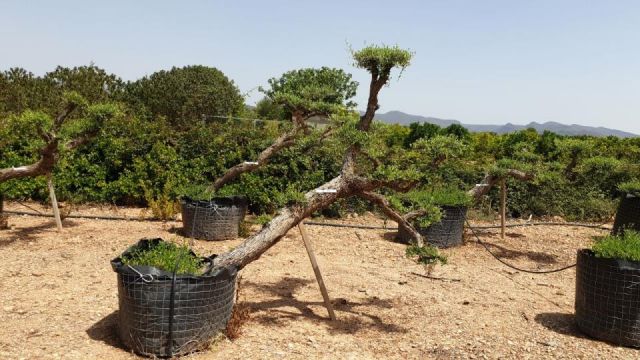 OLEA EUROPAEA-PP  TUMBADO 60/80 - HT 200/250