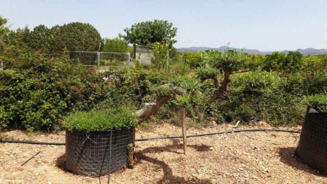 OLEA EUROPAEA-PP  TUMBADO 60/80 - HT 200/250