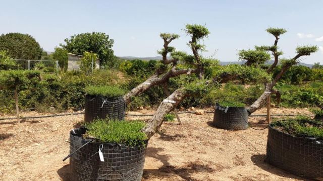 OLEA EUROPAEA-PP  TUMBADO 60/80 - HT 200/250