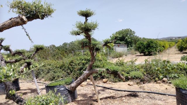 OLEA EUROPAEA-PP  TUMBADO 60/80 - HT 200/250