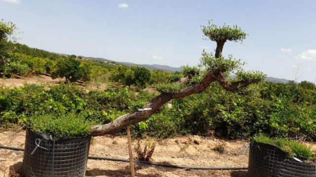 OLEA EUROPAEA-PP  TUMBADO 60/80 - HT 200/250