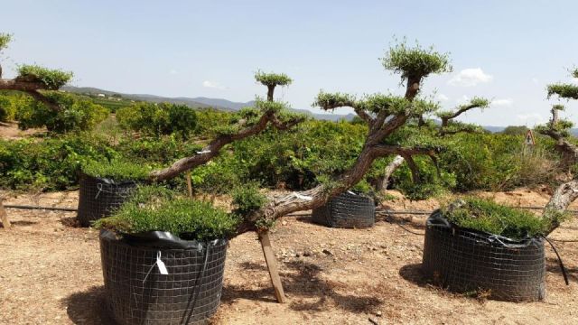 OLEA EUROPAEA-PP  TUMBADO 60/80 - HT 200/250