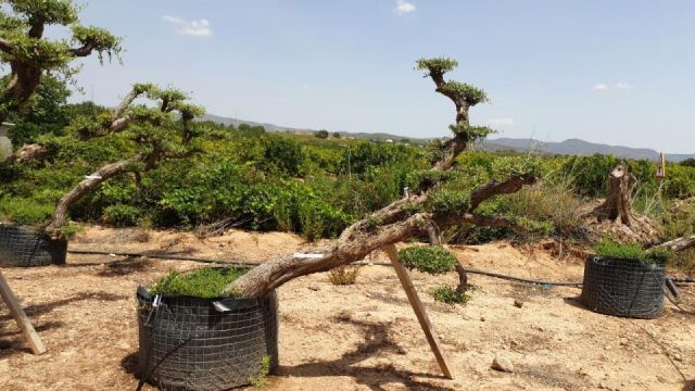 OLEA EUROPAEA-PP  TUMBADO 60/80 - HT 200/250