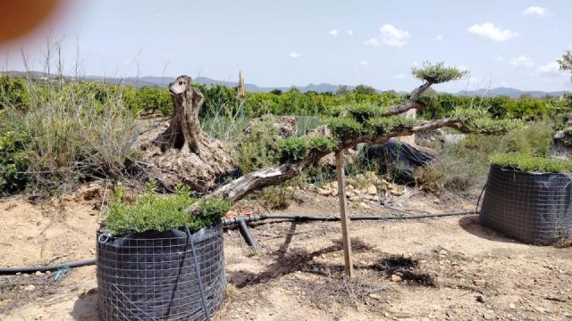 OLEA EUROPAEA-PP  TUMBADO 60/80 - HT 200/250