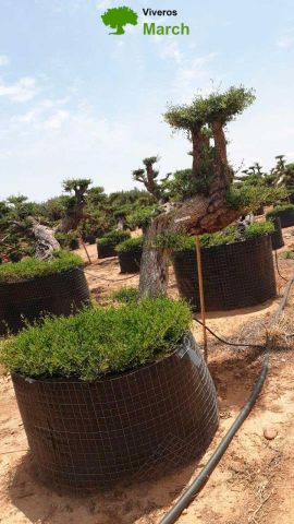 OLEA EUROPAEA-PP TUMBADO 80/100 - HT 220/280
