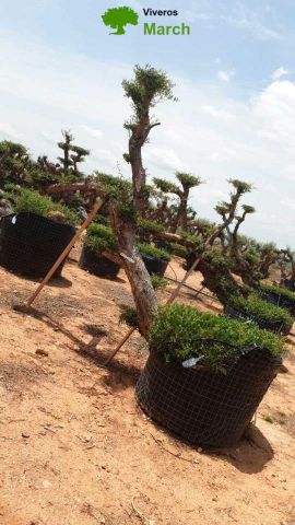 OLEA EUROPAEA-PP TUMBADO 80/100 - HT 220/280