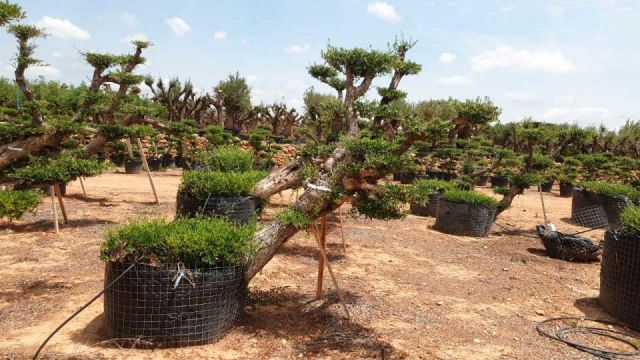 OLEA EUROPAEA-PP TUMBADO 80/100 - HT 220/280