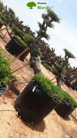 OLEA EUROPAEA-PP TUMBADO 80/100 - HT 220/280