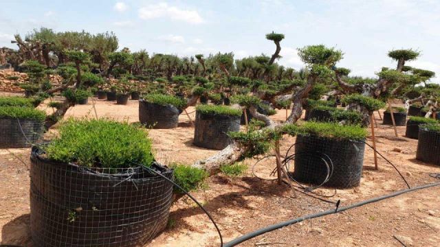 OLEA EUROPAEA-PP TUMBADO 80/100 - HT 220/280