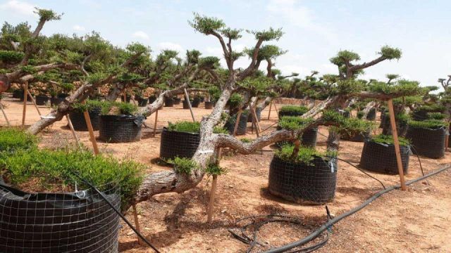 OLEA EUROPAEA-PP TUMBADO 80/100 - HT 220/280