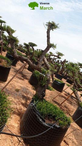 OLEA EUROPAEA-PP TUMBADO 80/100 - HT 220/280