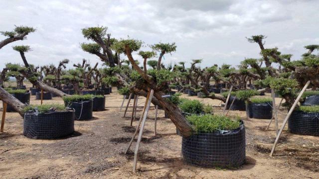 OLEA EUROPAEA-PP TUMBADO 80/100 - HT 220/280