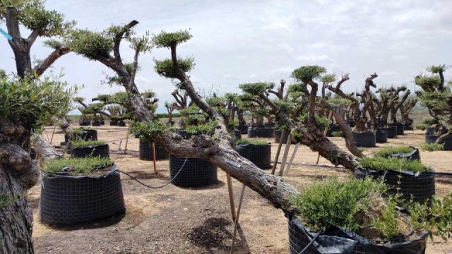 OLEA EUROPAEA-PP TUMBADO 80/100 - HT 220/280