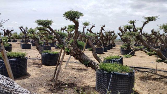 OLEA EUROPAEA-PP TUMBADO 80/100 - HT 220/280
