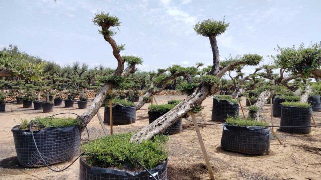 OLEA EUROPAEA-PP TUMBADO 80/100 - HT 220/280