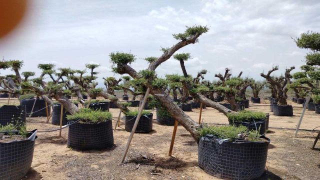 OLEA EUROPAEA-PP TUMBADO 80/100 - HT 220/280