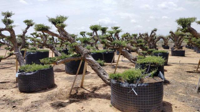 OLEA EUROPAEA-PP TUMBADO 80/100 - HT 220/280