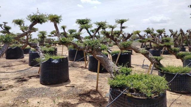 OLEA EUROPAEA-PP TUMBADO 80/100 - HT 220/280