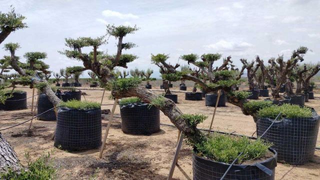 OLEA EUROPAEA-PP TUMBADO 80/100 - HT 220/280