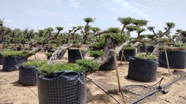 OLEA EUROPAEA-PP TUMBADO 80/100 - HT 220/280
