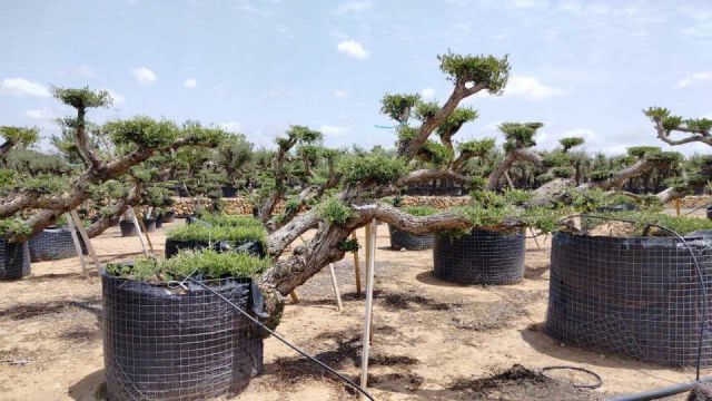 OLEA EUROPAEA-PP TUMBADO 80/100 - HT 220/280
