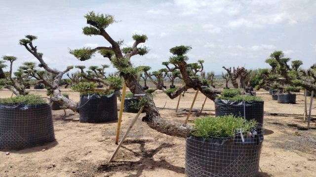 OLEA EUROPAEA-PP TUMBADO 80/100 - HT 220/280