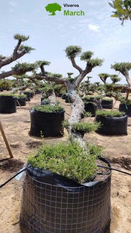 OLEA EUROPAEA-PP TUMBADO 80/100 - HT 220/280