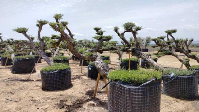 OLEA EUROPAEA-PP TUMBADO 80/100 - HT 220/280