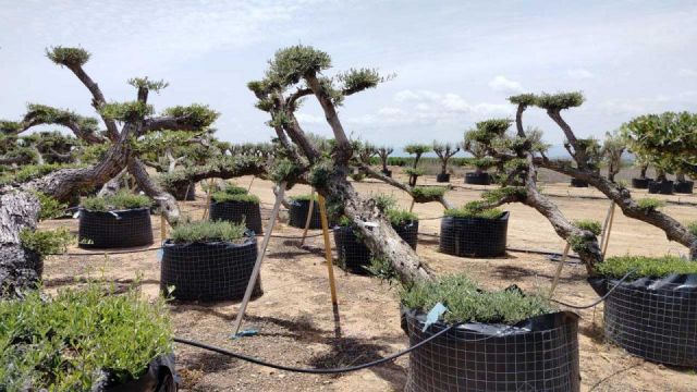 OLEA EUROPAEA-PP TUMBADO 80/100 - HT 220/280