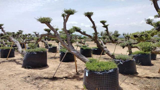 OLEA EUROPAEA-PP TUMBADO 80/100 - HT 220/280