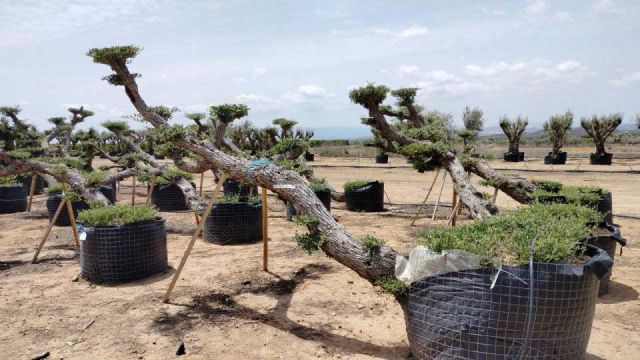 OLEA EUROPAEA-PP TUMBADO 80/100 - HT 220/280