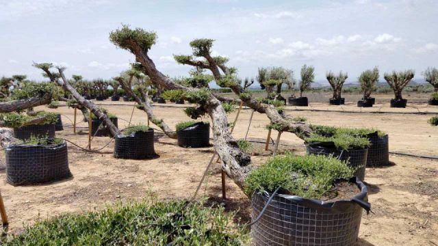 OLEA EUROPAEA-PP TUMBADO 80/100 - HT 220/280