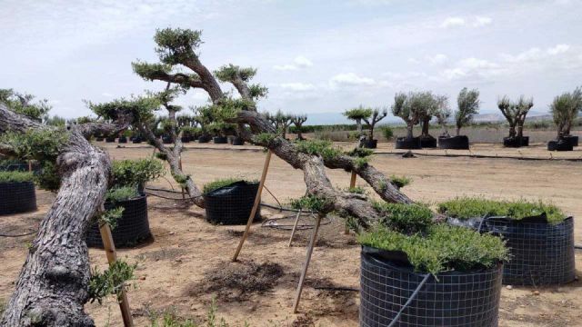 OLEA EUROPAEA-PP TUMBADO 80/100 - HT 220/280