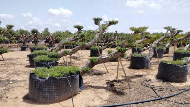 OLEA EUROPAEA-PP TUMBADO 80/100 - HT 220/280