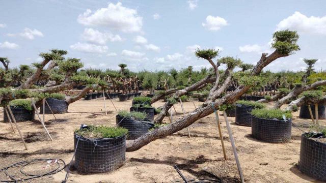 OLEA EUROPAEA-PP TUMBADO 80/100 - HT 220/280