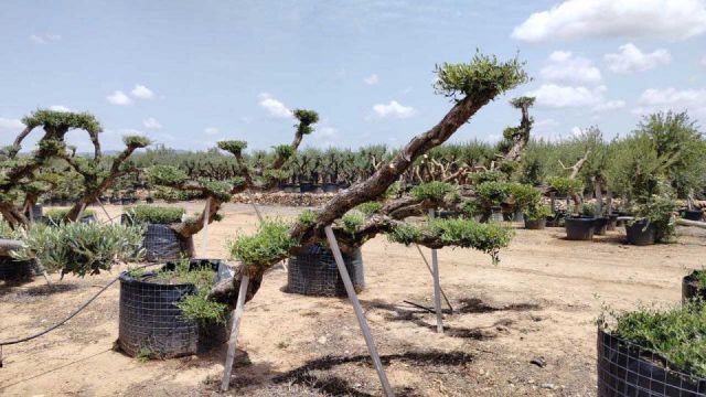OLEA EUROPAEA-PP TUMBADO 80/100 - HT 220/280