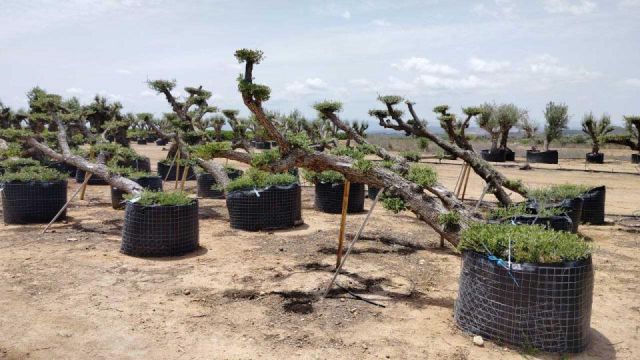OLEA EUROPAEA-PP TUMBADO 80/100 - HT 220/280