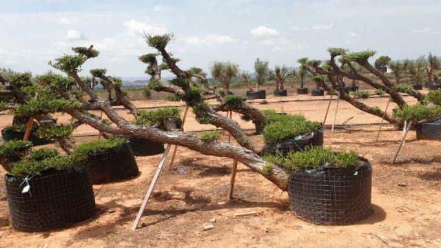 OLEA EUROPAEA-PP TUMBADO 80/100 - HT 220/280