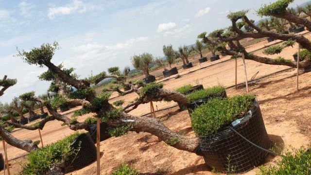 OLEA EUROPAEA-PP TUMBADO 80/100 - HT 220/280
