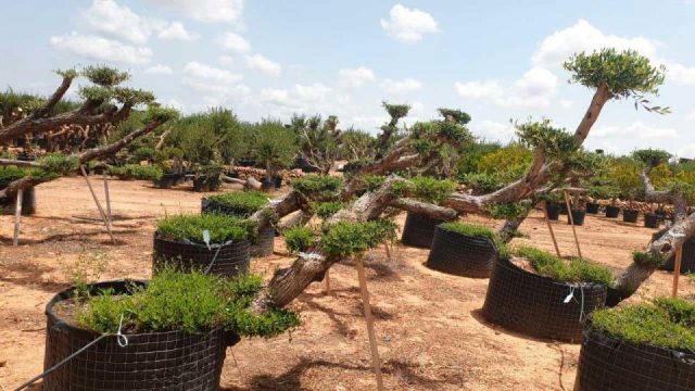 OLEA EUROPAEA-PP TUMBADO 80/100 - HT 220/280