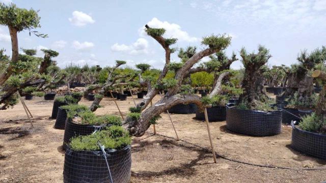 OLEA EUROPAEA-PP TUMBADO 80/100 - HT 220/280
