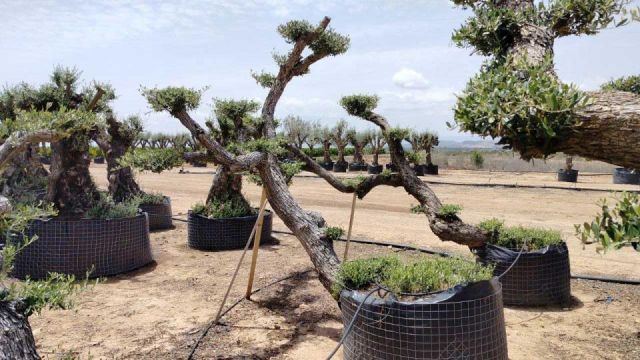 OLEA EUROPAEA-PP TUMBADO 80/100 - HT 220/280