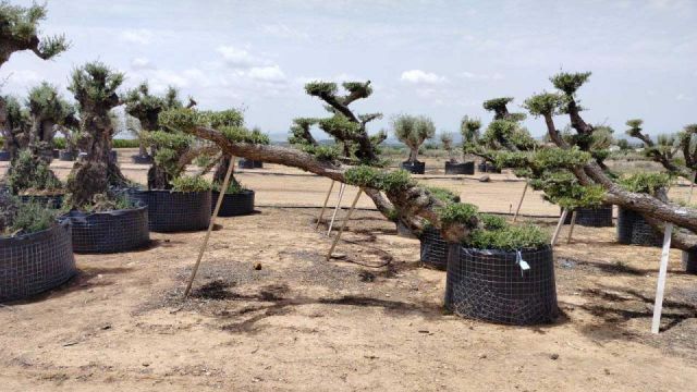 OLEA EUROPAEA-PP TUMBADO 80/100 - HT 220/280