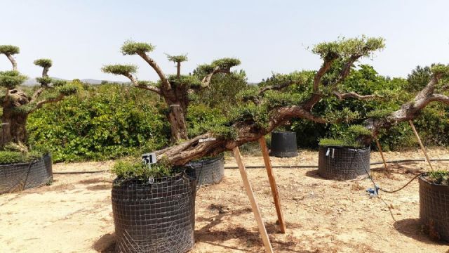 OLEA EUROPAEA-PP TUMBADO 80/100 - HT 220/280