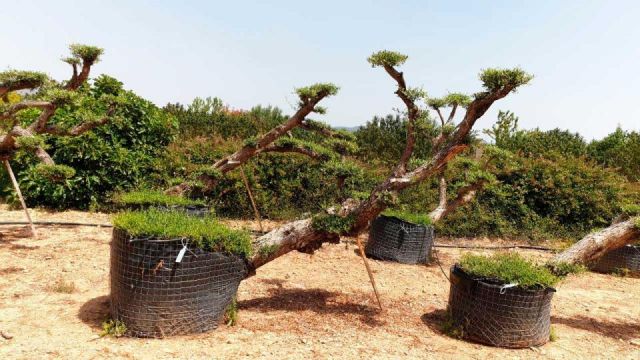 OLEA EUROPAEA-PP TUMBADO 80/100 - HT 220/280