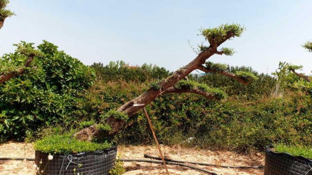 OLEA EUROPAEA-PP TUMBADO 80/100 - HT 220/280