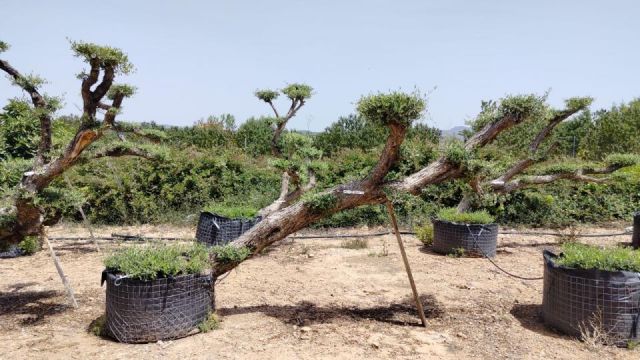 OLEA EUROPAEA-PP TUMBADO 80/100 - HT 220/280
