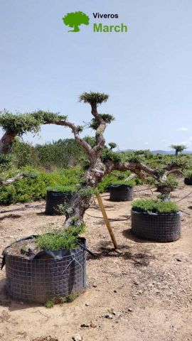 OLEA EUROPAEA-PP TUMBADO 80/100 - HT 220/280