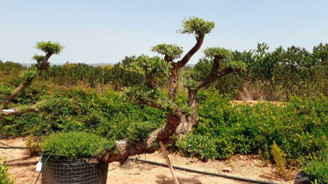 OLEA EUROPAEA-PP TUMBADO 80/100 - HT 220/280