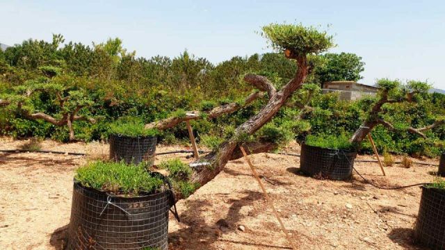 OLEA EUROPAEA-PP TUMBADO 80/100 - HT 220/280
